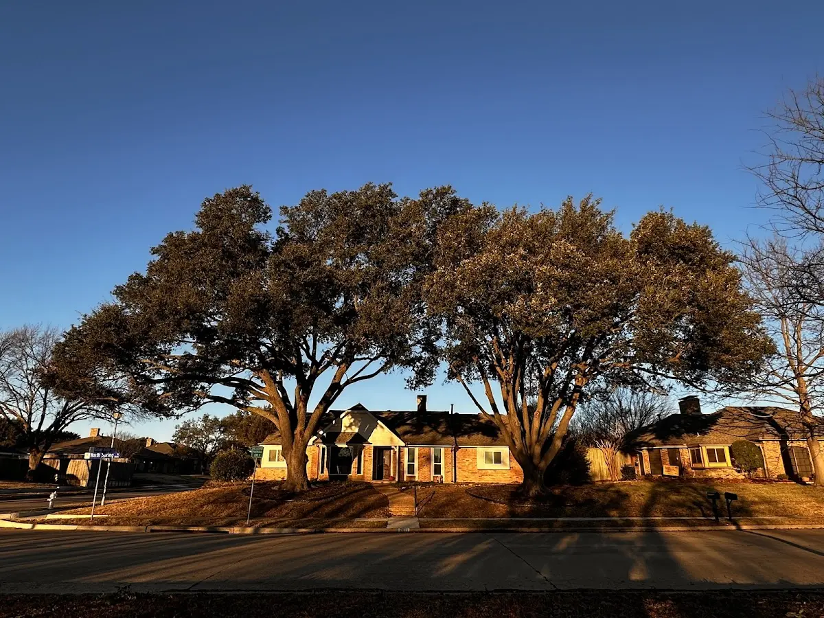Established residential canopy tree shading a home in Remsen